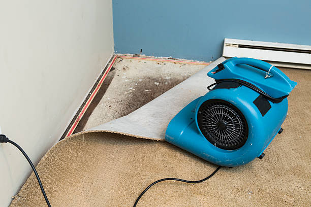 Best Mold removal after water damage  in USA